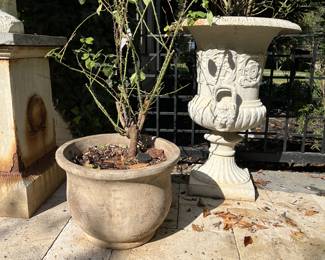 Campania Terra cotta planter with David Austin climbing rose Gertrude Jekyll, $200