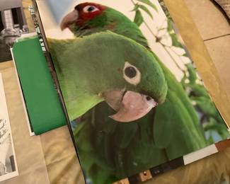 Photography-parrots, Chicago, other parts