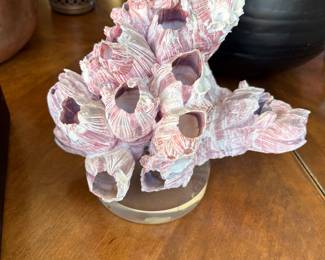 Barnacles mounted on acrylic