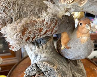 Taxidermy birds-maybe GROUSE?