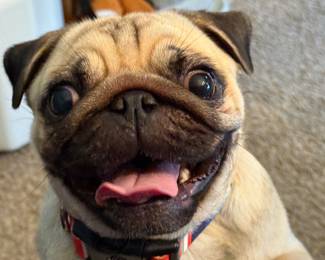 Georgina says this house has some really, really cool stuff in it!  Please come visit when my Mom and Aunt get finished!  You won’t be disappointed!!