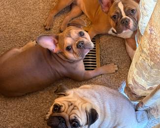 Dress warmly so you won’t have to lay on the floor vent… unless, of course, you just LIKE splaying out on the floor!