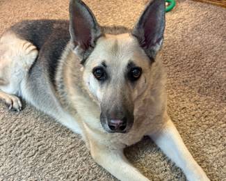 Hi!  I’m Cher, the big dog in the pack!  I’m old and deaf so I don’t have to listen to Moma go on and on and on about how good this sale is going to be!