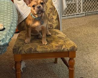 Dee, the frenchie, says “this house is FULL of goodies!  Come see for yourself!”  Photobombed by Anna, Dee’s sister!