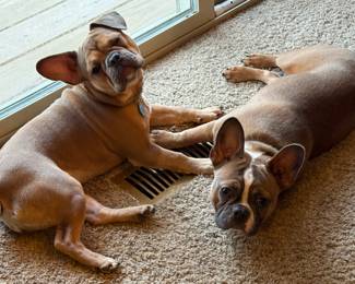 Hope ya’ll are staying warm like us! We lay right on the vent!