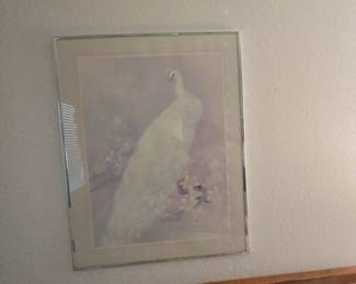 White Peacock Picture 