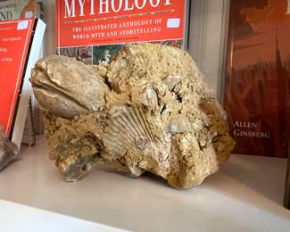Large Clam & Fossil - Florida