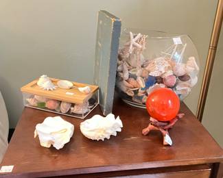 A collection of seashells