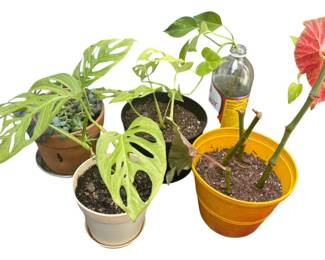 Variety Of Different Plants
