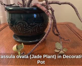 Crassula Ovata (Jade Print) in Decorative Pot