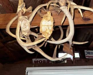 Many antlers for collectors!