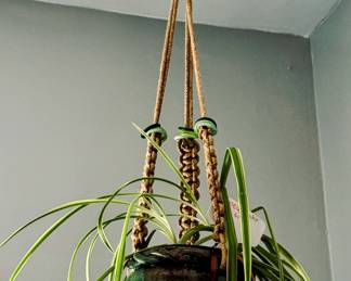 hanging plant