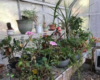 Plants looking for a new home