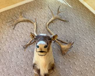 Caribou