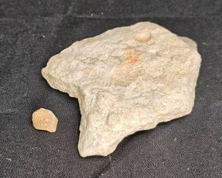 2 Stones with Fossils