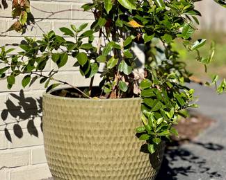 $100 - Green ceramic pot with plants