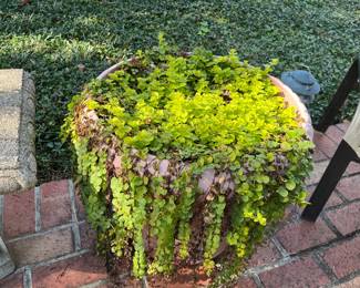Another Terra Cotta pot, complete with plants!