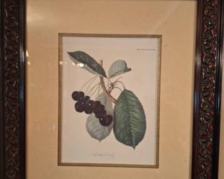 Black cherry picture