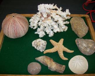 Seashells              Rocks