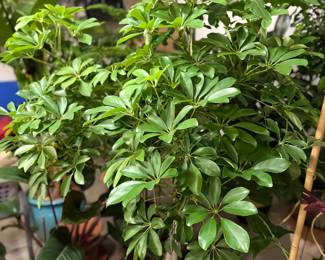 Huge selection of mature indoor houseplants including this Dwarf Umbrella Tree