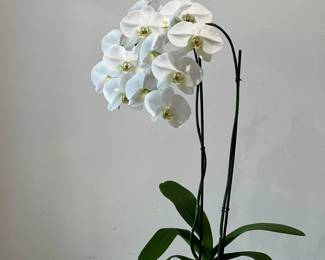 Live Orchid Arrangement