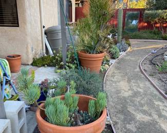 pots and plants