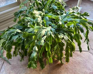 Large Christmas Cactus
