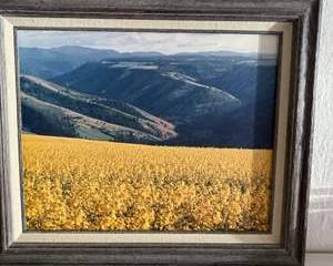 Framed Scenic Landscape Art with Vibrant Yellow Flowers and Forested Hills