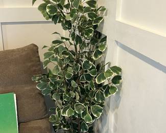 Faux Ficus