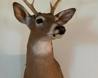 Taxidermy White Tail Buck