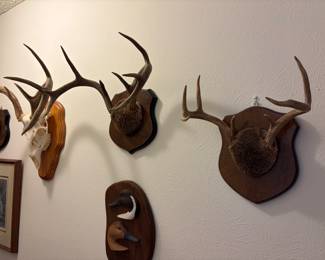 Whitetail Antler Wood base plaque taxidermy mounts , deer, skull, and antler mounts