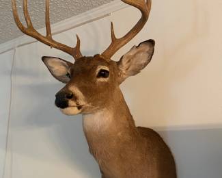 White tail deer head shoulders mount