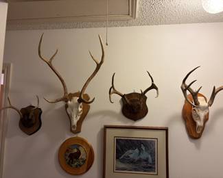 AXIS DEER SKULL EUROPEAN PLAQUE TAXIDERMY MOUNT