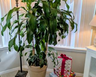 #7A+7B Large Potted Tree $75ea