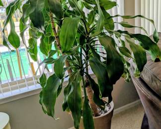 #7A+7B Large Potted Tree $75ea