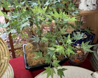 Bonsai Plant & Tray!
