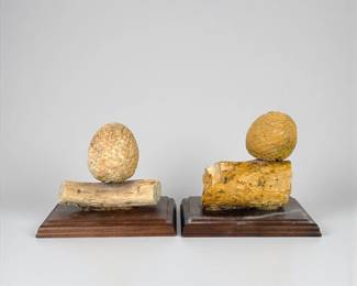 (2) Araucaria Mirabilis Pine Cone W/ Attached Branch