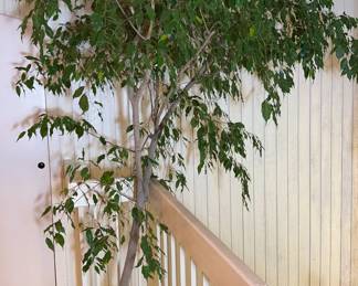 Large Live Ficus Tree