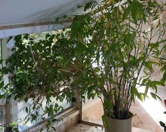 Large Bamboo And Ficus Live Plants