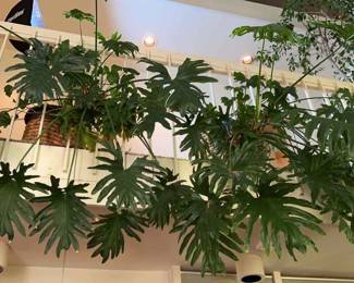 2 Large Split Leaf Philodendron Plants