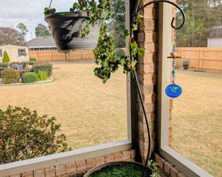 #64+#65  Ivy Plant w/Shepherd's Hook   $75 each