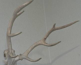 European Elk Mount