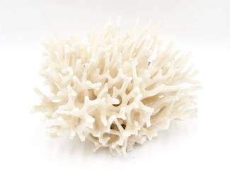 Natural White Sea Coral Specimen