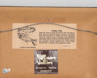 Reverse view of the framed fossil plate containing two preserved fish specimens from the Eocene epoch Green River Formation in Wyoming