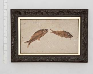 A framed fossil plate containing two preserved fish specimens from the Eocene epoch Green River Formation in Wyoming