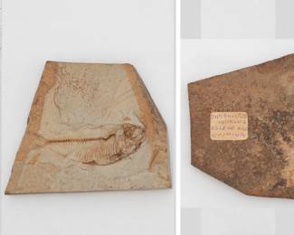 A Diplomystus Humilis fish fossil, Eocene age, from the limestone layers of the Green River Formation in Wyoming, USA