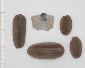 Fossils including a fossilized Asaphiscus wheeleri trilobite embedded in a piece of shale, and fossilized fern nodules
