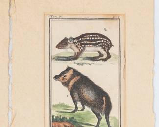 Closeup of one of the antique hand-colored engravings of animals by French naturalist Georges Louis Leclerc, Comte de Buffon, on pages likely from volumes of his "Histoire naturelle générale et particulière," which was published from 1749 until his death in 1788.