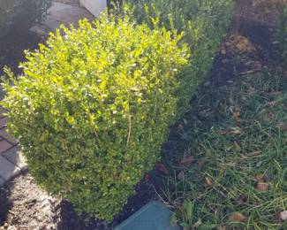 Boxwood