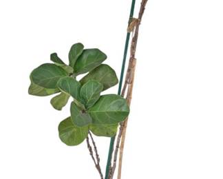 Potted Fiddle Leaf Fig Tree